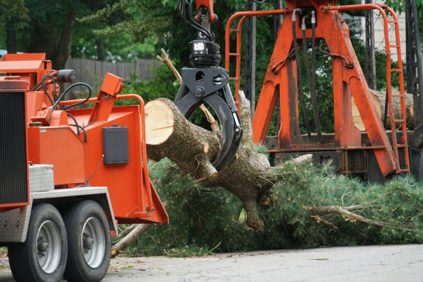 Dead Tree Removal in Hunter, TN